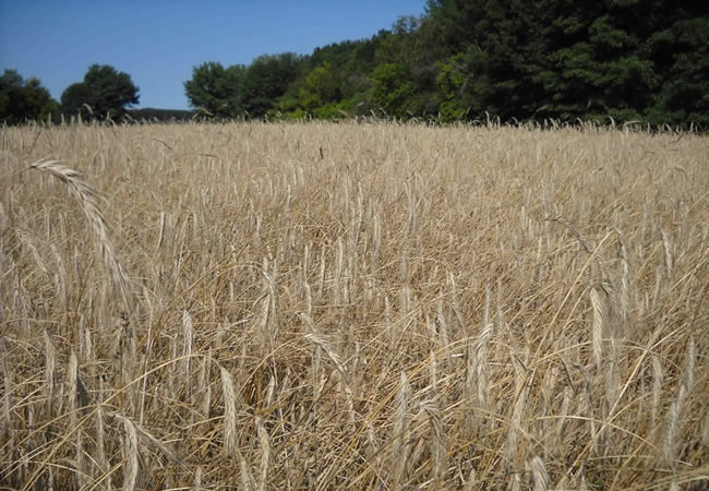 rye field